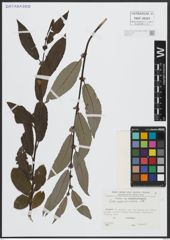 Foto von Salix appendiculata Vill.